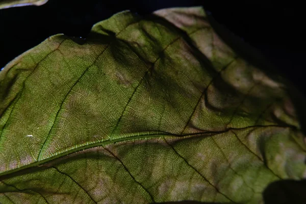 Closeup Photo Plant Leaf Veins — Stock Photo, Image