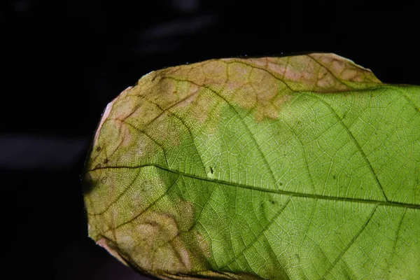 Close Foto Van Plantenblad Aderen — Stockfoto