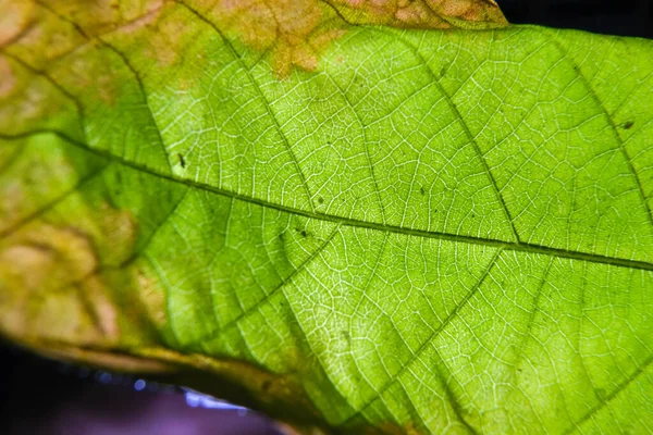 Close Foto Van Plantenblad Aderen — Stockfoto