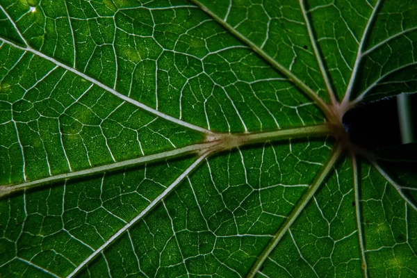 Foto Close Veias Folhas Plantas — Fotografia de Stock