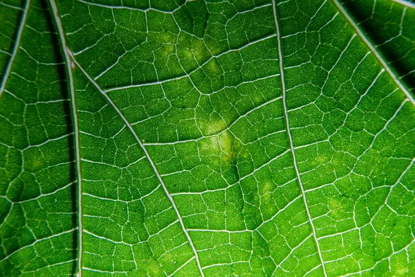 植物の葉脈のクローズアップ写真 — ストック写真