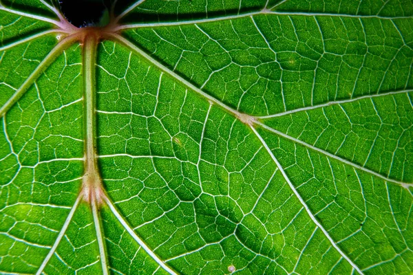 Closeup Photo Plant Leaf Veins — Stock Photo, Image