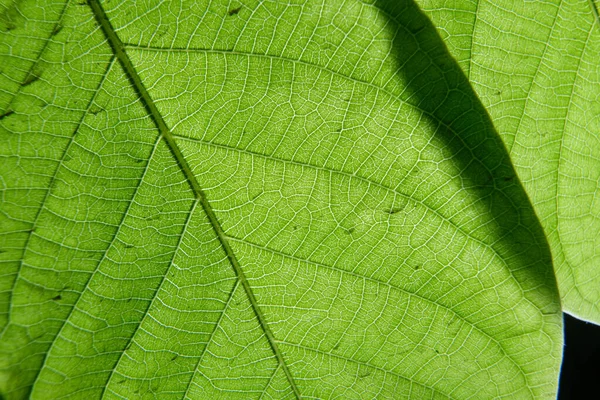 Close Foto Van Plantenblad Aderen — Stockfoto