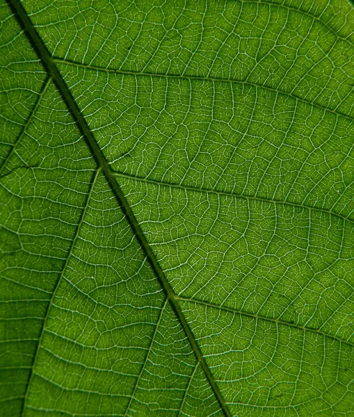 Detailní Fotografie Rostlinných Listových Žil — Stock fotografie