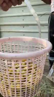 date fruits reap in basket VIDEO