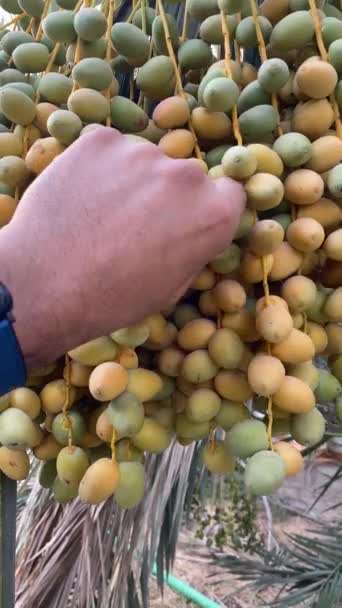 Date Fruits Reap Basket Video — Vídeo de stock