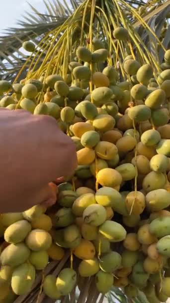 Date Fruits Reap Basket Video — Stock video