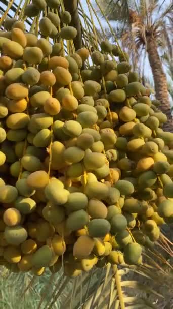 Date Fruits Reap Basket Video — Stock video