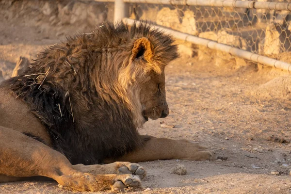 Shiraz Iran Juli 2021 Foto Van Dieren Dierentuin Van Shira — Stockfoto