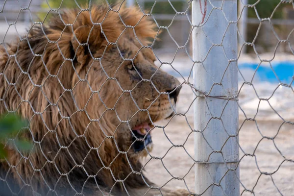 Shiraz Iran Juli 2021 Foto Van Dieren Dierentuin Van Shira — Stockfoto