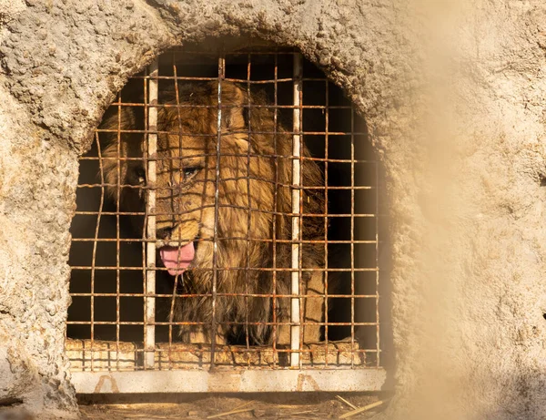伊朗设拉子 2021年7月1日 希拉动物园动物照片 — 图库照片