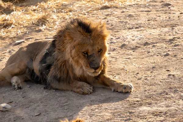 Shiraz Iran Luglio 2021 Foto Animali Nello Zoo Shira — Foto Stock