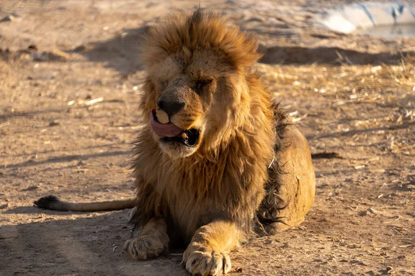 Shiraz Iran Luglio 2021 Foto Animali Nello Zoo Shira — Foto Stock