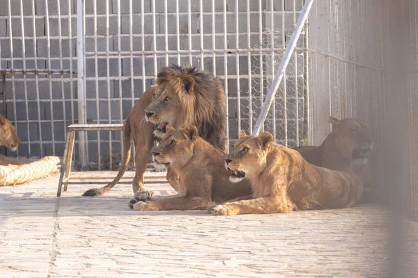 Shiraz Iran Luglio 2021 Foto Animali Nello Zoo Shira — Foto Stock