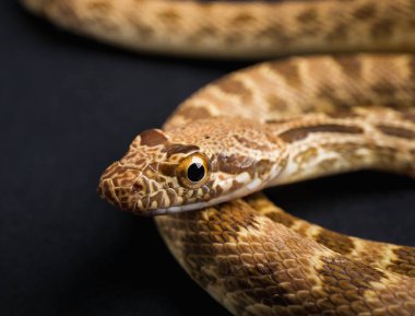 Siyah arka planda kahverengi desenli bir yılana yakın çekim