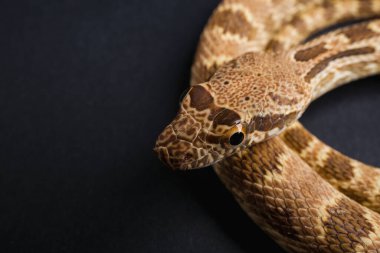 Karanlık bir arka planda desenli bir yılanın yakın çekimi.