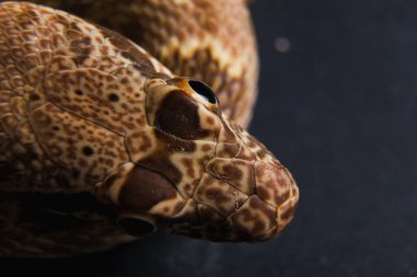 Karmaşık pulları ve koyu renk gözleri olan desenli bir yılanın başını yakın plan çek.