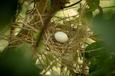 Yeşil yapraklarla çevrili bir kuş yuvasına yerleştirilmiş tek bir beyaz yumurta.