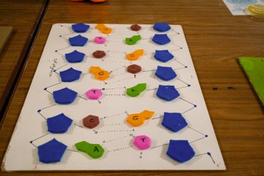 Nükleotidler için kil şekilli DNA yapısını tasvir eden renkli bir model. Altıgenler ve beşgenler çeşitli renklerde, baz eşleşmelerini göstermek için çiftler halinde düzenlenmiştir..