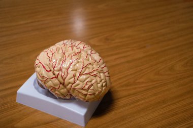 Tahta bir arka planda beyaz bir zemine yerleştirilmiş, görülebilir kan damarları olan insan beyninin ayrıntılı bir modeli.