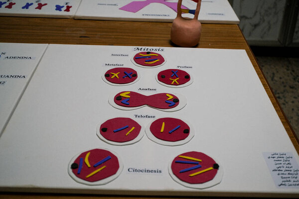 A display board illustrating the stages of mitosis with colorful models, including prophase, metaphase, anaphase, telophase, and cytokinesis