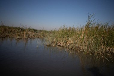 Chibayish Bataklığı 'nda yoğun Reed Yatakları ve Sucul Bitkileri