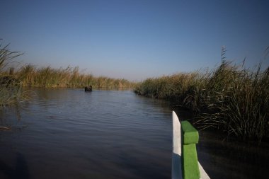 Nasiriye, Irak - 20 Kasım 2025: Bataklık Arap Kargo-Laden Mashoof Teknesini Yoğun Reed Yatakları aracılığıyla İşletiyor
