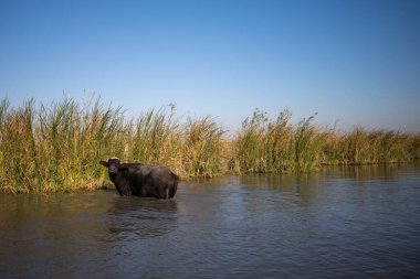 Chibayish Bataklığı 'nda Reed Yatakları Arasında Yürüyen Bufalo Bataklığı