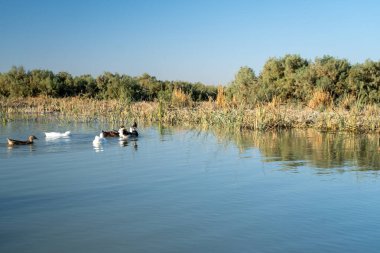 Mezopotamya Bataklıklarında Su Kuşu ve Bataklıklar