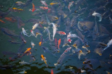 Temiz suda yüzen renkli koi balıklarıyla dolu canlı bir sualtı sahnesi.