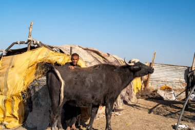 Nasiriye, Irak - 20 Kasım 2025: Bataklıktaki geçici bir çiftlik hayvanı barınağının yanında Bataklık Arap Adamı ve Su Bufalosu