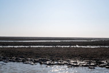 Dar Bataklık Kanalı 'nda yüzen su kuşları Güneş Işığı ve Kurumuş Topraklar