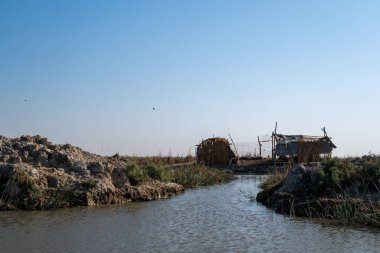 Su Bufalosu ve Geçici Reed Sığınağı Kurumuş Bataklık Marjında