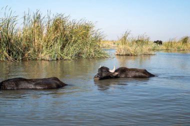 Bataklık Kanalında İki Bataklık Su Bufalosu Dalgalanıyor ve Soğuyor