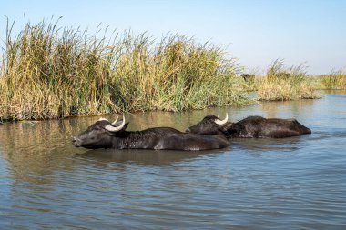 Bataklık Kanalında İki Bataklık Su Bufalosu Dalgalanıyor ve Soğuyor