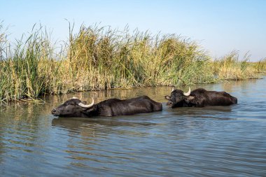 Bataklık Kanalında İki Bataklık Su Bufalosu Dalgalanıyor ve Soğuyor