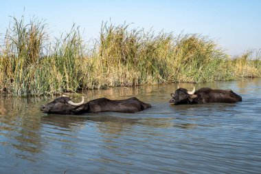 Bataklık Kanalında İki Bataklık Su Bufalosu Dalgalanıyor ve Soğuyor