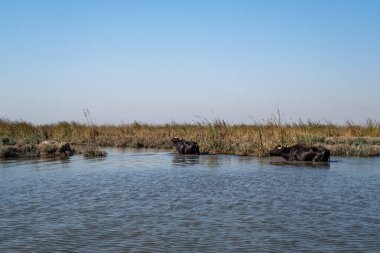 Marsh Water Buffalo, termoregülasyon için bir su kanalına batırıldı.