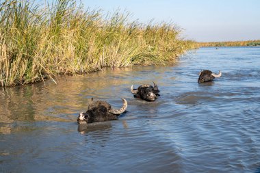 Bataklık Suyu Sürüsü Bir Su Kanalında Süzüldü ve Süzüldü