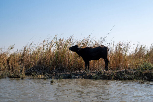 Насирия, Ирак - 20 ноября 2025 года: Силуэт водяного буйвола на Сухом горизонте над сильно отступившим болотным бассейном