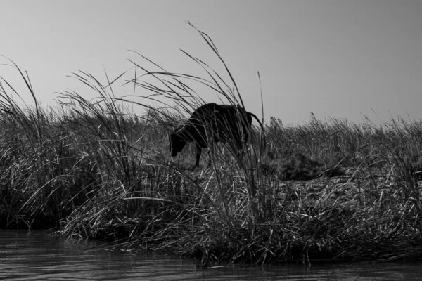 Насирия, Ирак - 20 ноября 2025 года: Силуэт водяного буйвола на Сухом горизонте над сильно отступившим болотным бассейном