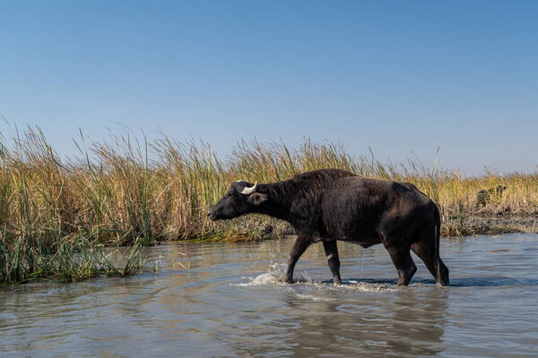 Насирия, Ирак - 20 ноября 2025 года: Силуэт водяного буйвола на Сухом горизонте над сильно отступившим болотным бассейном