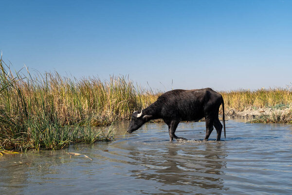 Насирия, Ирак - 20 ноября 2025 года: Силуэт водяного буйвола на Сухом горизонте над сильно отступившим болотным бассейном