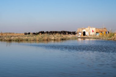 Çiftlik hayvanları ve geleneksel konutlarla Chibayish sulak alanlarının panoramik görüntüsü