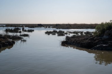 Çiftlik hayvanları ve geleneksel konutlarla Chibayish sulak alanlarının panoramik görüntüsü