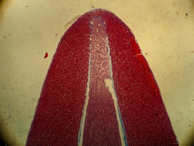 Kas dokusunun çapraz kesitinin mikroskobik görüntüsü, kırmızı renkli çizgiler ve hücresel yapıyı gösteriyor.