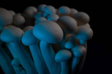 Mavi renkli mantar kümelerinin yakın plan görüntüsü, benzersiz şekillerini ve dokularını koyu bir arkaplanda sergiliyor.