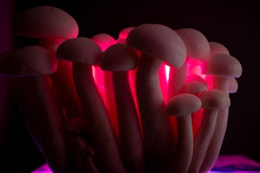 Pembe ışıkla aydınlatılan bir mantar kümesi, eşsiz şekillerini ve dokularını koyu bir arkaplanda sergiliyor.