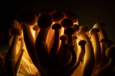 Ilık bir ışıltıyla aydınlatılmış mantarların yakın çekimi, eşsiz şekillerini ve dokularını koyu bir arkaplanda sergiliyor.