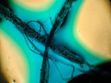 Mikroskop altında renkli liflerin ve dokuların soyut yakın çekimi, canlı mavi ve sarı renkler içerir.